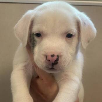 Ayrshire -  Mixed Breed Dog for Adoption in Chicago, Illinois - Ayrshire | PetCurious