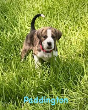 Bear Litter - Paddington -  Boxer Dog for Adoption in Monticello, New York - Bear Litter - Paddington | PetCurious