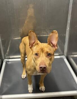 Bella fka Tessa -  Mixed Breed Dog for Adoption in West Chester, Pennsylvania - Bella Fka Tessa | PetCurious