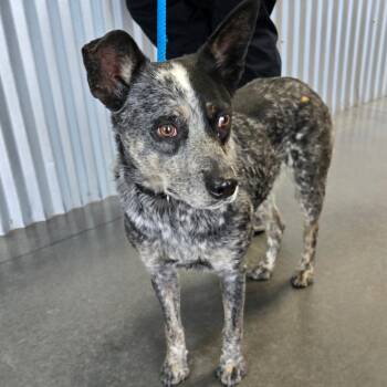 BC-Stray (Sapphire) -  Australian Cattle Dog Blue Heeler Dog for Adoption in Idaho Falls, Idaho - BC-Stray (Sapphire) | PetCurious