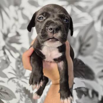 Basset Hound Dogs Available for Adoption in Wahiawa, Hawaii - King | PetCurious