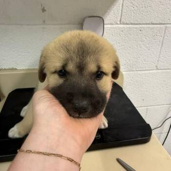 Butter -  Anatolian Shepherd and Mixed Breed Dog for Adoption in Ardmore, Oklahoma - Butter | PetCurious