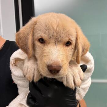 Anchovy -  Great Pyrenees and Mixed Breed Dog for Adoption in Abilene, Texas - Anchovy | PetCurious