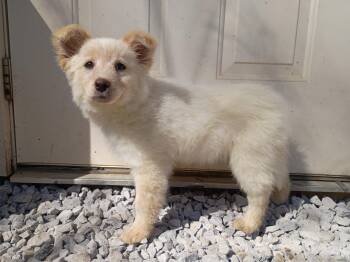 Golden Retriever and Australian Shepherd Dogs Available for Adoption - Blondie  | PetCurious