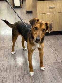 Russell -  Mountain Cur and Mixed Breed Dog for Adoption in Gillette, Wyoming - Russell | PetCurious