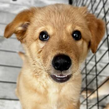 Evie -  Mixed Breed Dog for Adoption in Bradenton, Florida - Evie | PetCurious