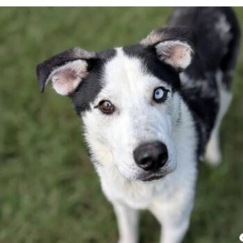 Sinclair *Available Soon* -  Husky and Mixed Breed Dog for Adoption in Dover, New Hampshire - Sinclair *Available Soon* | PetCurious