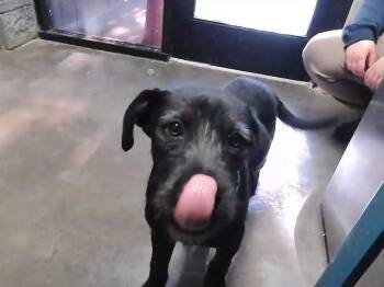 Schnauzer and Mixed Breed Dogs Available for Adoption in Tulsa, Oklahoma - PICO | PetCurious