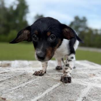 Pepperoni -  Dachshund and Mixed Breed Dog for Adoption in Baton Rouge, Louisiana - Pepperoni | PetCurious