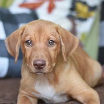 Finley -  Mixed Breed Dog for Adoption in Cleveland, Texas - Finley | PetCurious