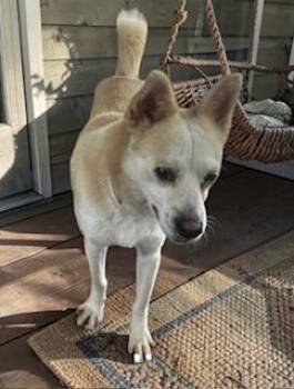 Chihuahua Dogs Available for Adoption - Olyv | PetCurious