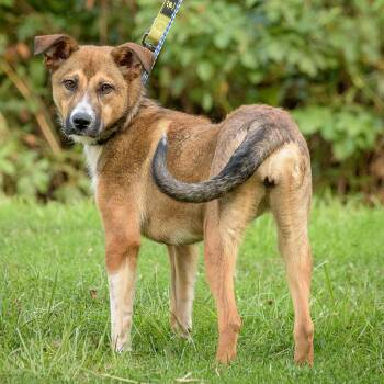 Rescue Shepherd and Hound Dogs for Adoption in Lambertville, New Jersey - Flop | PetCurious