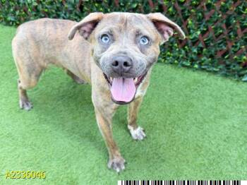 MISHKA -  Mixed Breed Dog for Adoption in West Palm Beach, Florida - MISHKA | PetCurious