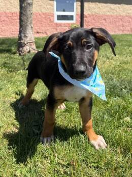 Saint Bernard Dogs Available for Adoption in Maryville, Missouri - Coco | PetCurious