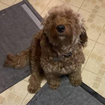Hazel Mama -  English Cocker Spaniel and Mixed Breed Dog for Adoption in Elk Grove Village, Illinois - Hazel Mama | PetCurious