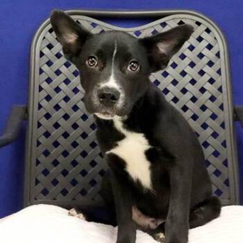 Voodoo -  Shepherd Dog for Adoption in Midland, Texas - Voodoo | PetCurious