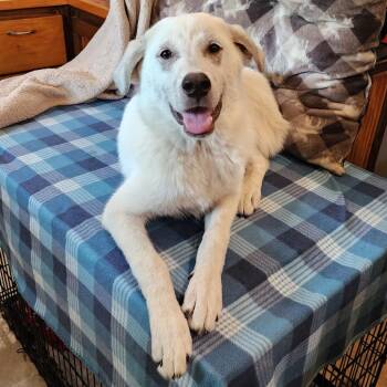 Jane -  Mixed Breed Dog for Adoption in Boaz, Alabama - Jane | PetCurious