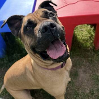 Mastiff Dogs Available for Adoption in Manchester, Pennsylvania - Thalia | PetCurious