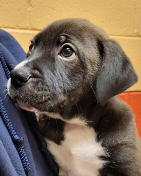 Bulldog Dogs Available for Adoption - Dr. Pupper | PetCurious