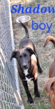 Rescue Labrador Retriever Dogs for Adoption in Manchester, Connecticut - Shadow | PetCurious