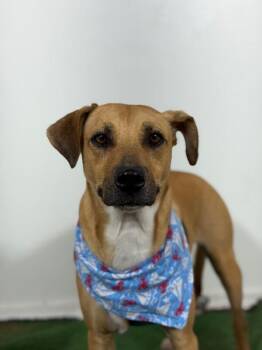 Jerry-One of our Amazing Rescue Dogs -  Black Mouth Cur and Labrador Retriever Dog for Adoption in Carlsbad, California - Jerry-One Of Our Amazing Rescue Dogs | PetCurious