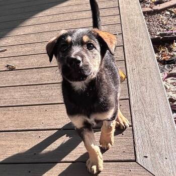 Sulfur -  Mixed Breed Dog for Adoption in Buffalo, Minnesota - Sulfur | PetCurious