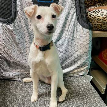 Rescue Jack Russell Terrier and Mixed Breed Dogs for Adoption in Wimberley, Texas - Pearl | PetCurious