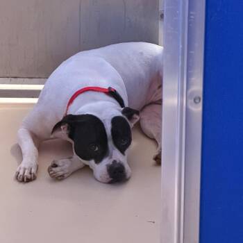 Pit Bull Terrier Dogs Available for Adoption in Philadelphia, Pennsylvania - Ruth | PetCurious