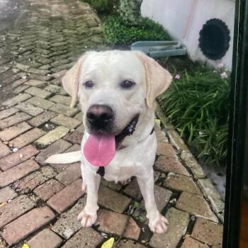Carter -  Yellow Labrador Retriever Dog for Adoption in New Orleans, Louisiana - Carter | PetCurious