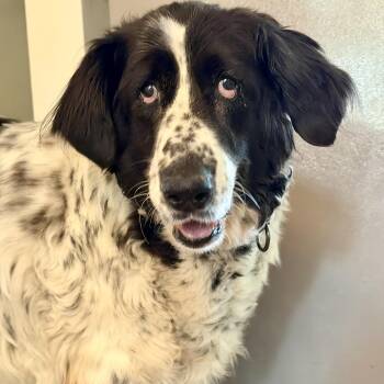 Daisy -  Great Pyrenees and Border Collie Dog for Adoption in Shakopee, Minnesota - Daisy | PetCurious
