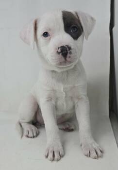 Pit Bull Terrier and Terrier Dogs Available for Adoption - Emilia *foster Needed* | PetCurious