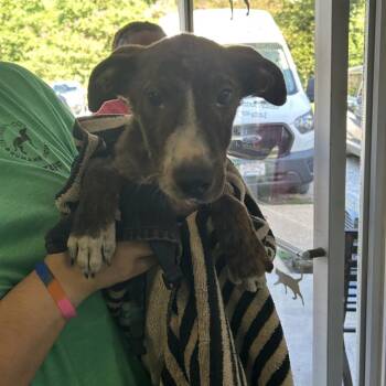 Cashew -  Pit Bull Terrier Dog for Adoption in Starkville, Mississippi - Cashew | PetCurious