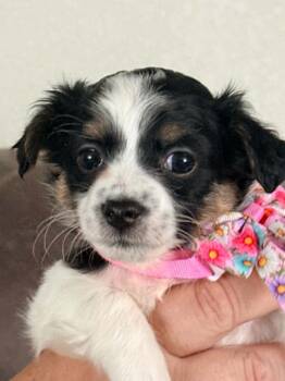 Fudge Rounds -  Shih Tzu and Chihuahua Dog for Adoption in West Richland, Washington - Fudge Rounds | PetCurious