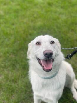 Penelope -  Mixed Breed Dog for Adoption in Minot, North Dakota - Penelope | PetCurious