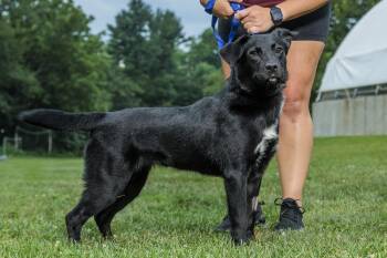 Rescue Black Labrador Retriever Dogs for Adoption in Chester Springs, Pennsylvania - Polly | PetCurious