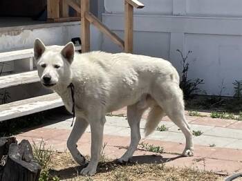 Siberian Husky and German Shepherd Dog Dogs Available for Adoption in Riverside, California - DAKOTA | PetCurious