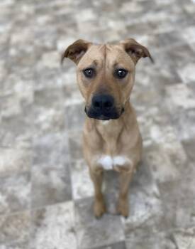 Scooby -  American Staffordshire Terrier and Yellow Labrador Retriever Dog for Adoption in Hiawatha, Kansas - Scooby | PetCurious