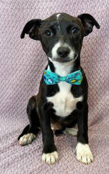Chiweenie Dogs Available for Adoption in Lodi, California - Cole | PetCurious