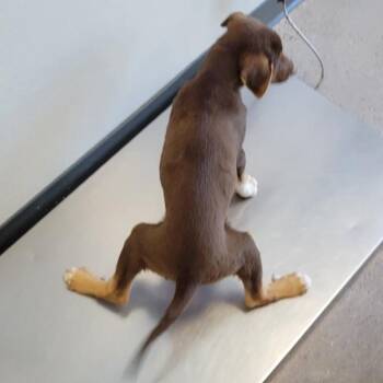 Truffles -  Mixed Breed Dog for Adoption in Las Cruces, New Mexico - Truffles | PetCurious