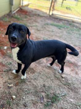 Rescue Mixed Breed Dogs for Adoption - Randy | PetCurious