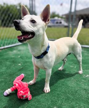 Chihuahua Dogs Available for Adoption in Gainesville, Texas - Oso | PetCurious