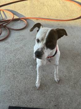 Rescue Pit Bull Terrier Dogs for Adoption in Silsbee, Texas - Saint Nick | PetCurious
