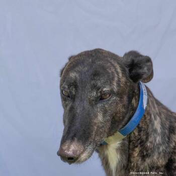 Barry -  Greyhound Dog for Adoption in Woodinville, Washington - Barry | PetCurious