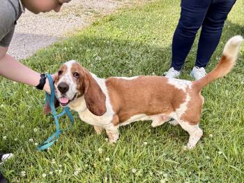 REED -  Basset Hound Dog for Adoption in Owensboro, Kentucky - REED | PetCurious
