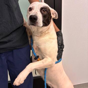 Maple -  Terrier and Mixed Breed Dog for Adoption in Abilene, Texas - Maple | PetCurious