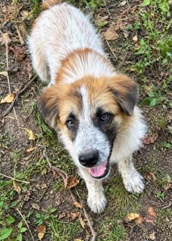 Jazzy -  Border Collie Dog for Adoption in Colorado Springs, Colorado - Jazzy | PetCurious