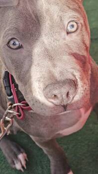 Pit Bull Terrier Dogs Available for Adoption - Rocco Blue | PetCurious