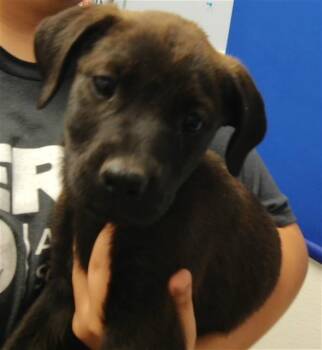 Labrador Retriever and Mixed Breed Dogs Available for Adoption in Albuquerque, New Mexico - CHILINDRINA | PetCurious