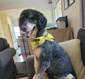 Tucker -  Standard Poodle Dog for Adoption in Courtice, Ontario - Tucker | PetCurious