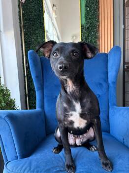 Abby -  Terrier Dog for Adoption in Poway, California - Abby | PetCurious
